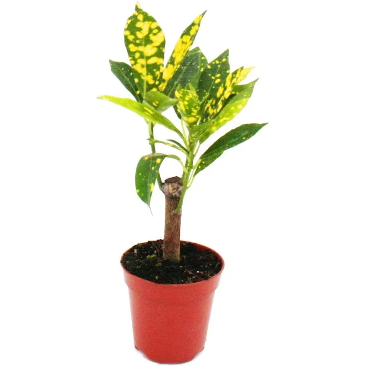 Exotenherz Croton Codiaeum Wunderstrauch, Mini-Pflanze im 5,5cm Topf, ideal für kleine Schalen und Gläser, ca. 12-15cm hoch – Bild 1