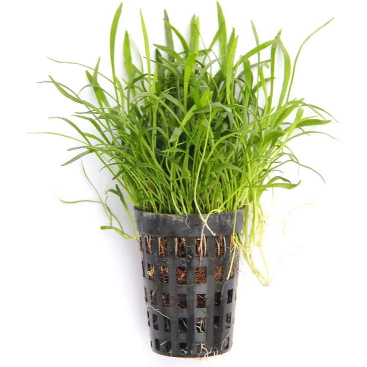 Lilaeopsis brasiliensis Brasilianische Graspflanze im Topf