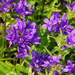 Campanula glomerata 'Dahurica' - Knäuel-Glockenblume