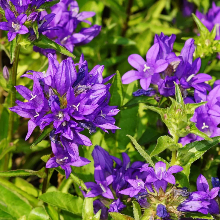 Campanula glomerata 'Dahurica' - Knäuel-Glockenblume – Bild 1