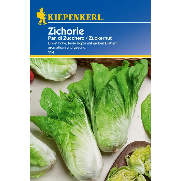 Zichorie Pan di Zucchero / Zuckerhut