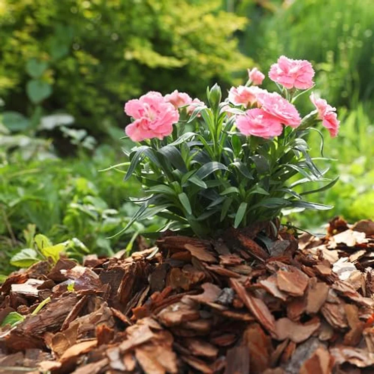 GALAMIO Kiefernrinde & Rindenmulch Grob (20-60mm), unbehandelt, 60l x 12 Sack Palette, natürlicher Bodendecker für Garten, Beet & Deko, trittsicher, pH 5,10, 720l gesamt – Bild 5