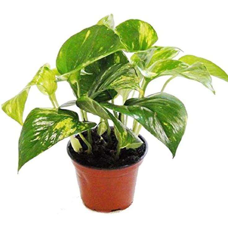 Exotenherz Efeutute Scindapsus Epipremnum, 12cm Topf, Zimmerpflanze mit ca. 14-18cm Höhe – Bild 2