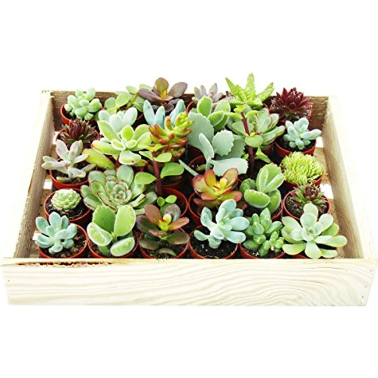 Exotenherz Mini-Sukkulenten Set, 30 Pflanzen in 3,5cm Töpfen mit Holzkiste, ideal für Sammler – Bild 3