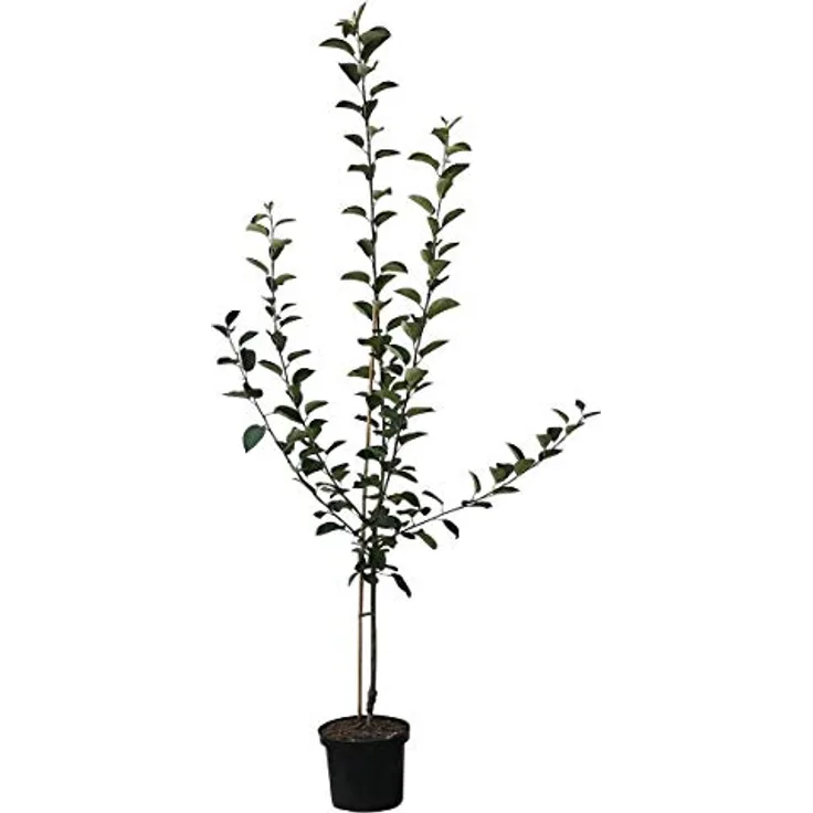 Apfel Piros Busch, im 10L-Container