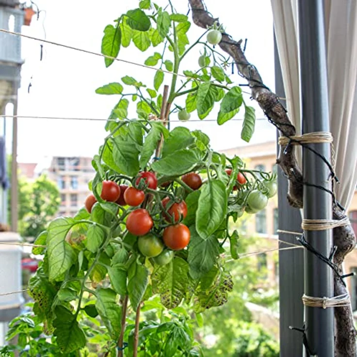 Busch Tomaten Samen (Solanum Lycopersicum) Tomatensamen Buschtomate: Balkontomate – Bild 7