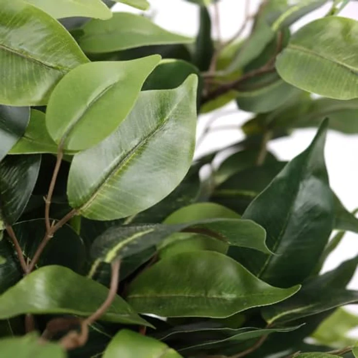 hjh OFFICE Kunstpflanze 65 cm FICUS II Deko Pflanze künstlich, Birkenfeige in natürlicher Optik, pflegeleichter Kunstbaum – Bild 2