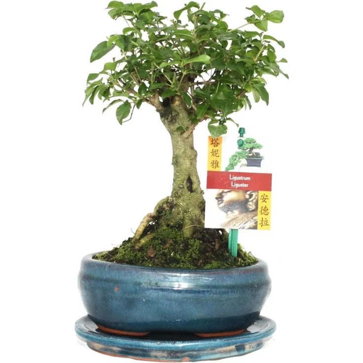 Exotenherz Bonsai Chin. Liguster Ligustrum Sinensis, ca. 6 Jahre, Kugelform mit Gießanzeige, Gesamthöhe 22 cm – Bild 1