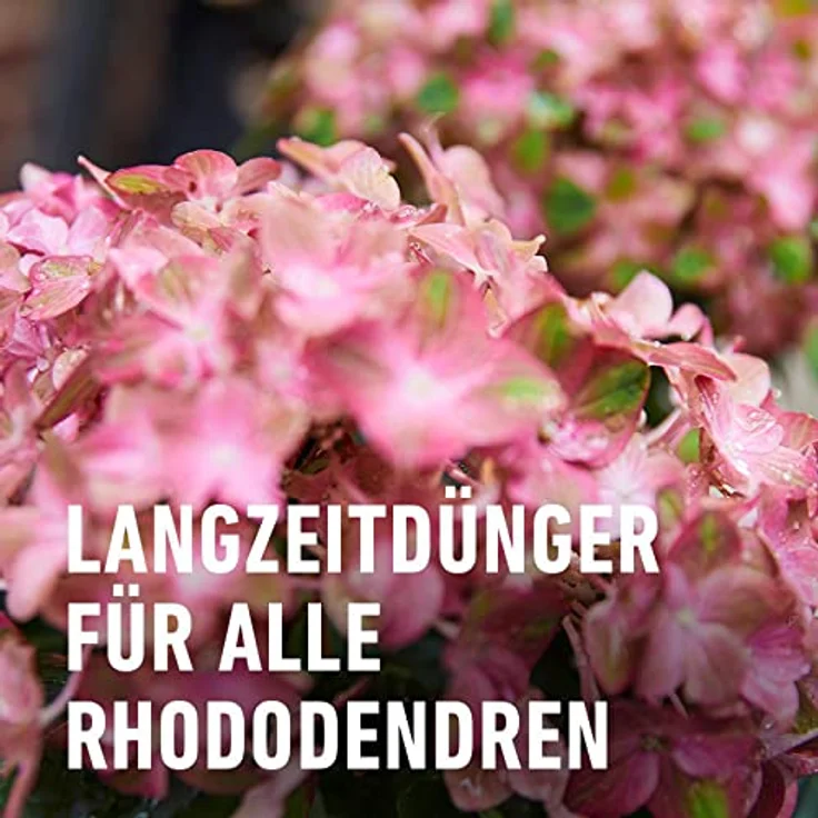 Compo Rhododendron Langzeit-Dünger neu, 850 g – Bild 4