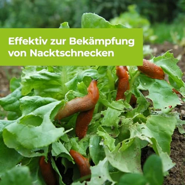 PROTECT GARDEN Protect MaXX Schneckenkorn FE, regenfest, natürlicher Wirkstoff, 500g für bis zu 130m² – Bild 4