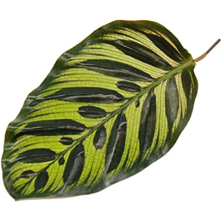 Exotenherz Calathea Makoyana, Schattenpflanze mit besonderem Blattmuster, 14cm Topf, ca. 35-40cm hoch – Bild 5
