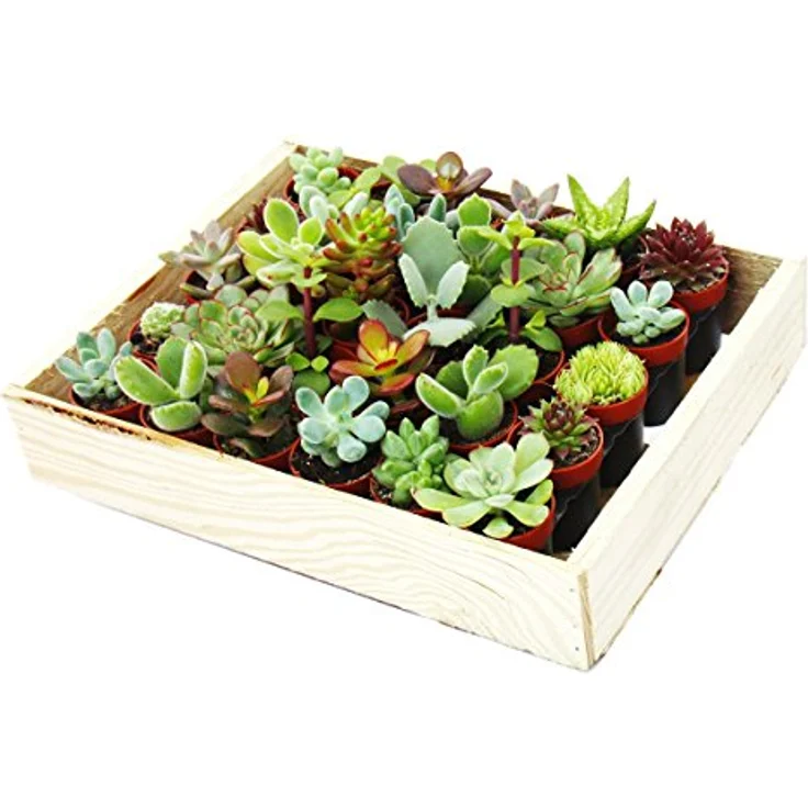 Exotenherz Mini-Sukkulenten Set, 30 Pflanzen in 3,5cm Töpfen mit Holzkiste, ideal für Sammler – Bild 1