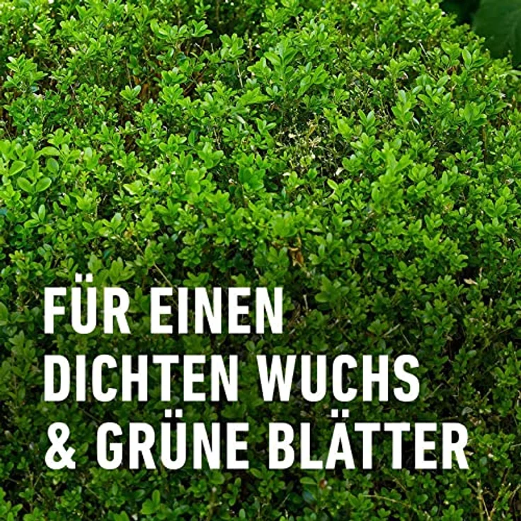 Compo Buchsbaum- und Ilexdünger, 1 Liter – Bild 6