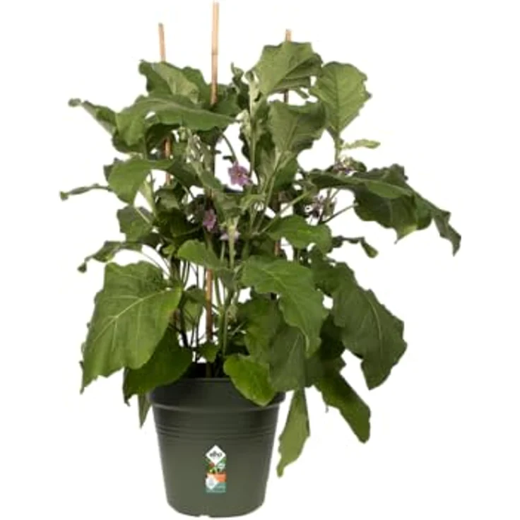 Elho Anzuchttopf Green Basics Ø 30 cm, UV-beständiger und winterfester Pflanzbehälter in laubgrün – Bild 4