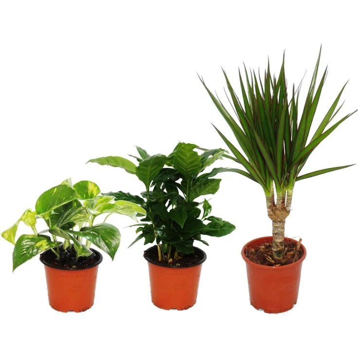 Exotenherz Zimmerpflanzen Trio, Set mit Dracaena marginata, Coffea arabica und Epipremnum aureus in verschiedenen Höhen (35cm, 25cm, 15cm)