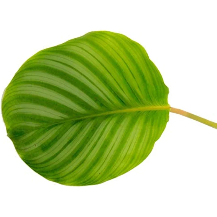 Exotenherz Calathea Orbifolia, Schattenpflanze im Zebralook, 12cm Topf, ca. 40cm hoch, pflegeleicht für halbschattige Standorte – Bild 2