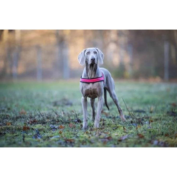 Wolters Hunde-Geschirr Soft & Safe, verstellbares Hundegeschirr für Hunde, minimal 28 cm, maximal 35 cm Brustgurt – Bild 3