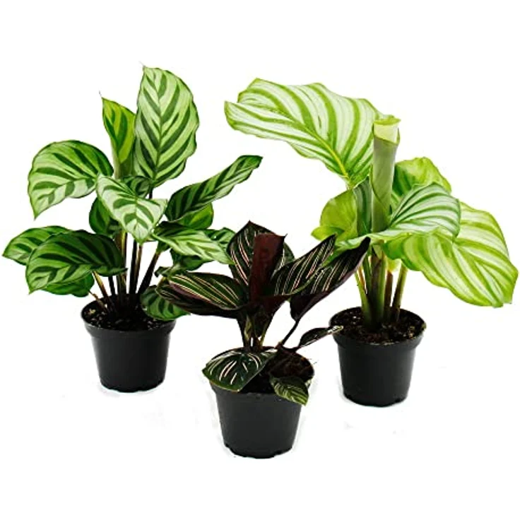 Exotenherz Calathea 3er Set, Schattenpflanzen mit ausgefallenem Blattmuster, 7cm Topf, ca. 20cm hoch – Bild 1