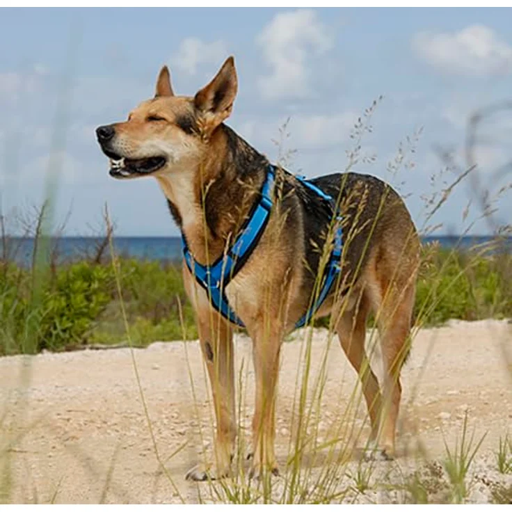 anny-x Anny·x Fun Hundegeschirr, Verstellbar, Schwarz-Blau, S, Hochbelastbares Cordura-Gewebe mit Robustem Design und Optimierter Druckverteilung – Bild 3