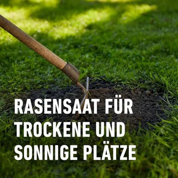 COMPO SAAT Trocken-Rasen, Hitze- und trockenverträgliche Rasensamen für sonnige Standorte, 2 kg für 80 m² – Bild 3