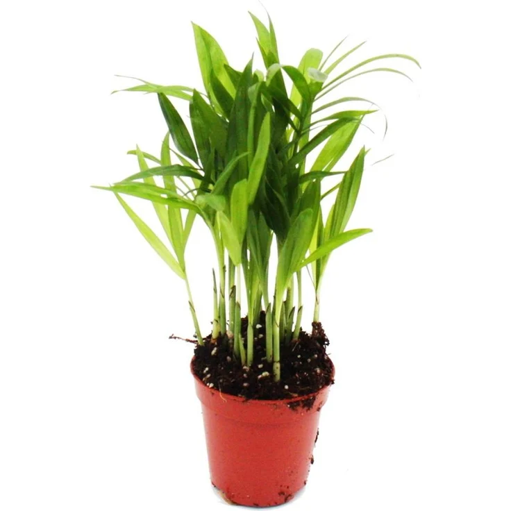 Exotenherz Bergpalme Chamaedorea Elegans, Minipflanze im 5,5 cm Topf – ideal für kleine Schalen und Gläser, Gesamthöhe ca. 12-15 cm – Bild 1