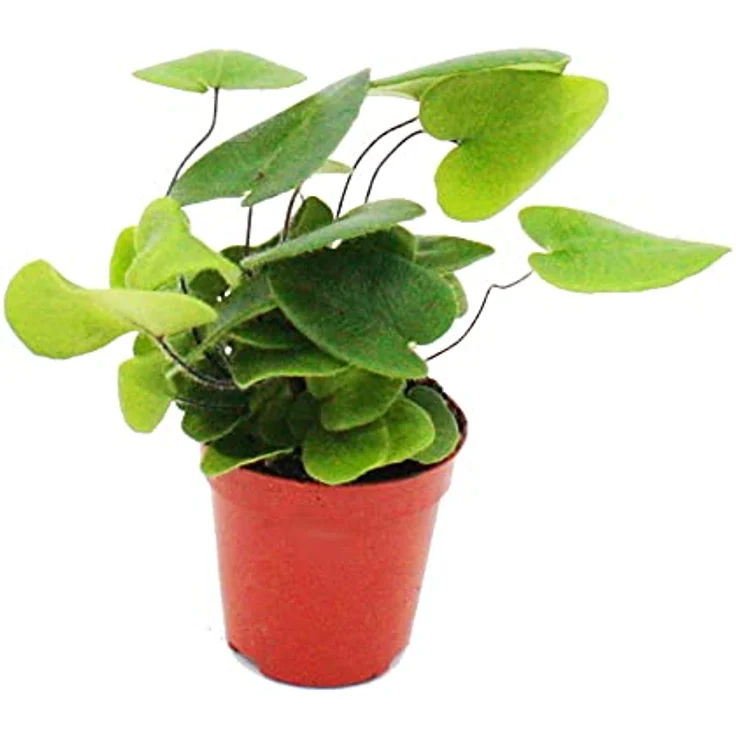 Exotenherz Hemionitis Arifolia Herzfarn, Mini-Pflanze im 5,5cm Topf, ideal für kleine Schalen und Gläser, ca. 10-12cm hoch – Bild 1