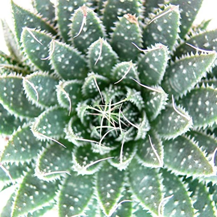 Exotenherz Aloe Arristata, Große Zimmerpflanze im 12cm Topf, ca. 15-20cm hoch, pflegeleicht für helles Licht – Bild 2