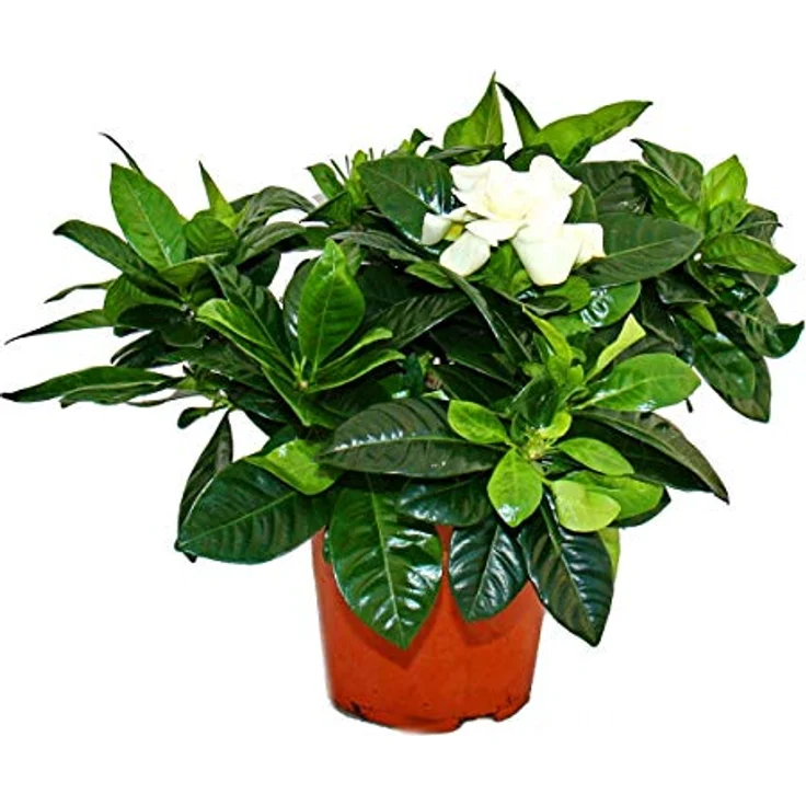 Exotenherz Gardenie, Duftende Blütenpflanze mit cremeweißen Blüten, 12cm Topf, ca. 20-25cm hoch – Bild 1
