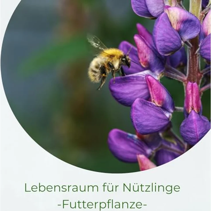 Samenshop24 Düngelupinen Blaue Süßlupinen Gründünger & Bodenkur 2,5kg – Bild 3
