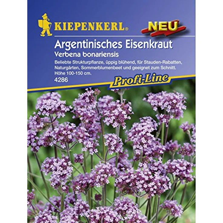 Kiepenkerl Verbena bonariensis Argentinisches Eisenkraut – Bild 2
