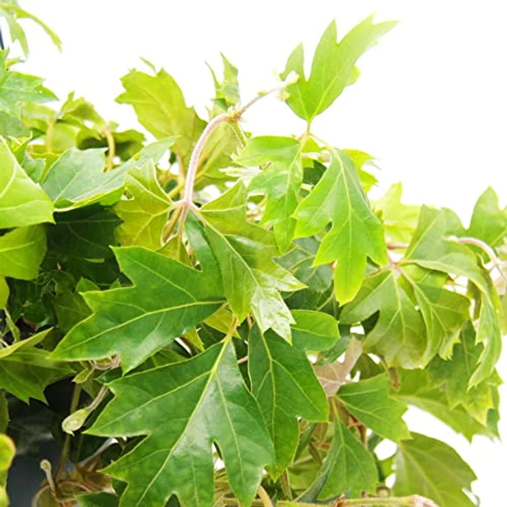 Exotenherz Königswein Cissus Rhombifolia 'Ellen Danica', 19cm Ampeltopf hängende Zimmerpflanze mit tiefgrünen Blättern – Bild 2