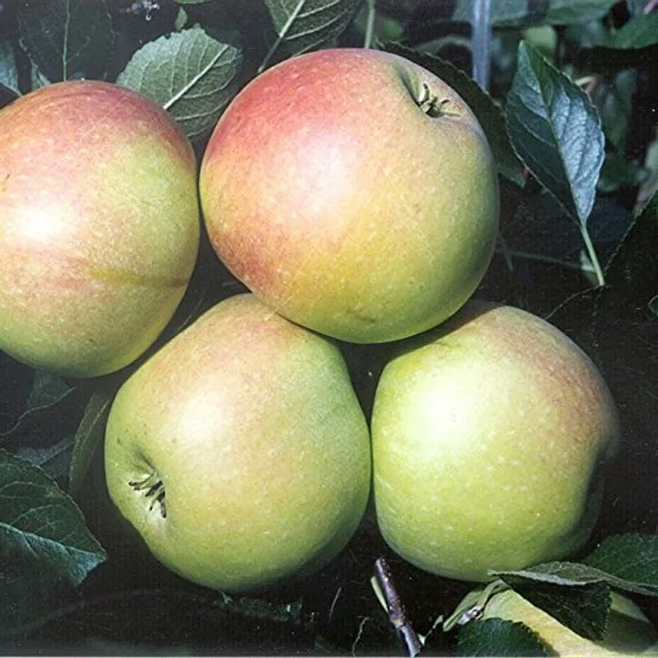 Apfel James Grieve Busch im 10L-Container