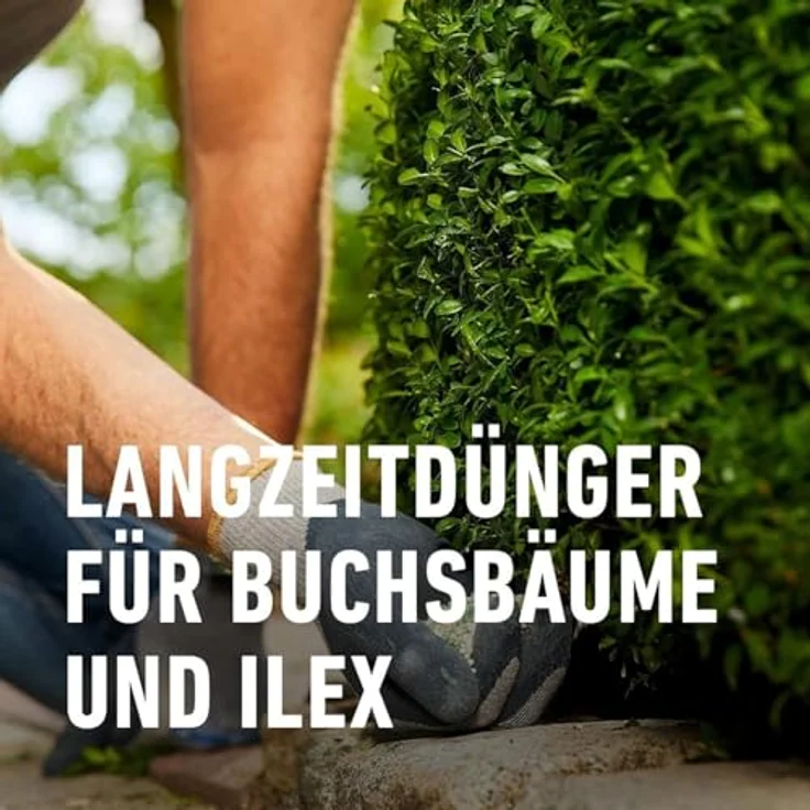 Compo Buchsbaum- und Ilex Langzeit-Dünger, Spezialdünger für Buchsbäume, Stechpalmen und Hecken, 6 Monate Wirkung, umweltschonend, 850 g für 17 m² – Bild 3