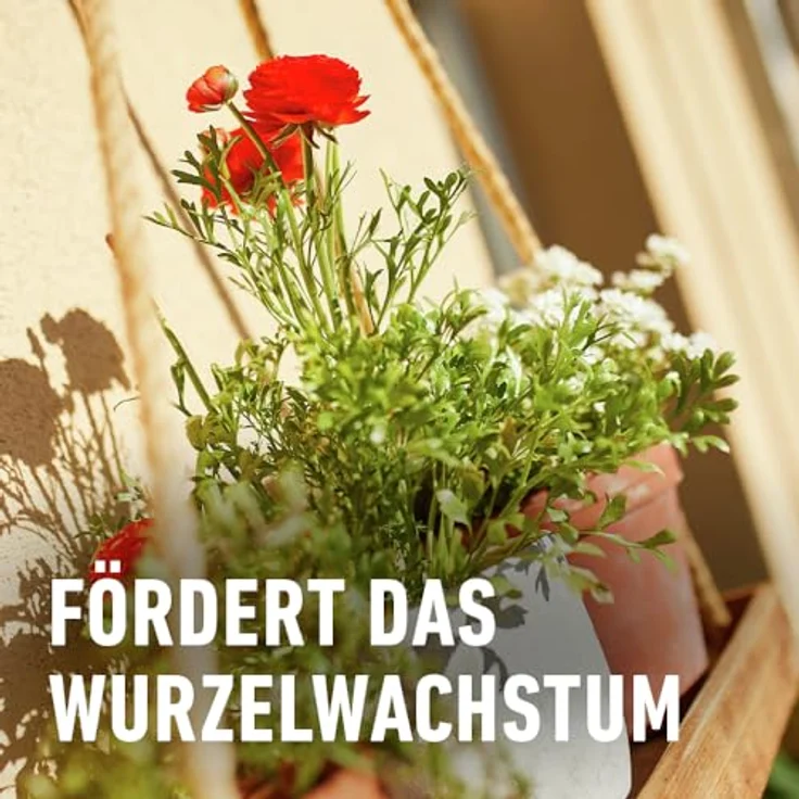Compo Balkon- und Kübelpflanzendünger, 1,3 Liter – Bild 5