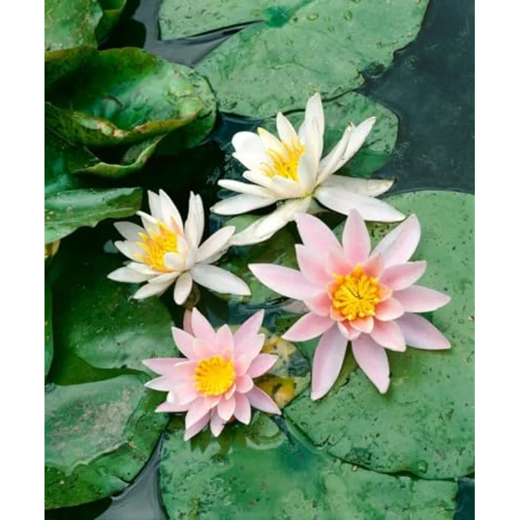 PlantaPro Nymphaea odorata 'Rosennymphe', winterharte Duft-Seerose, 11x11 cm Topf, mehrjährig, pflegeleicht, rosafarbene Blüten für Gartenteich & Wasserbecken – Bild 2
