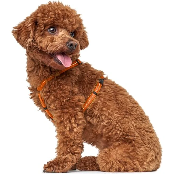 HUNTER Geschirr Tripoli S, kleines Nylon-Geschirr für kleine Hunde mit Klickverschluss und reflektorischen Streifen, orange – Bild 2