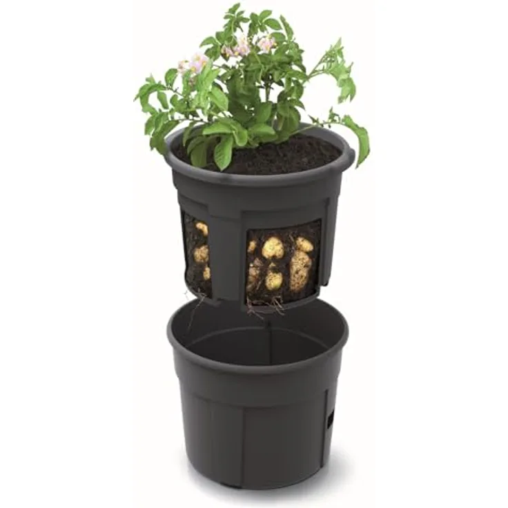 Productor de patatas POTATO GROWER, dimensiones (mm) 295x295x236, color Antracita