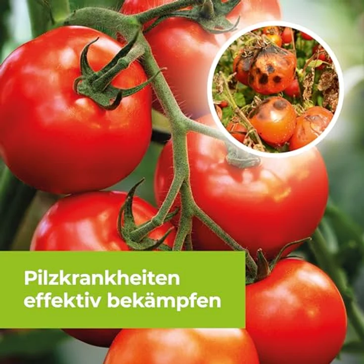 PROTECT GARDEN Curamat AZ Rosen-Pilzfrei, Konzentrat gegen Pilzkrankheiten, 2 x 4 ml, heilende und vorbeugende Wirkung für Rosen, Zierpflanzen und Gemüse, bienengefährlichkeitsfrei – Bild 5