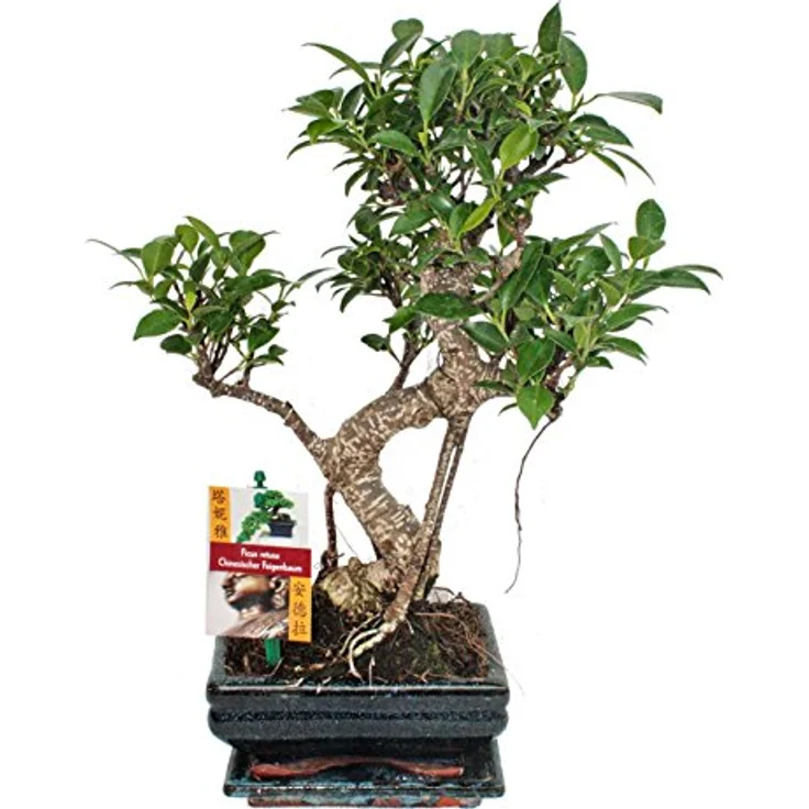 Exotenherz Bonsai Chinesischer Feigenbaum Ficus Retusa, ca. 6 Jahre alt, einzigartiges Unikat, Schalengröße 13x8cm, Gesamthöhe 22cm – Bild 1