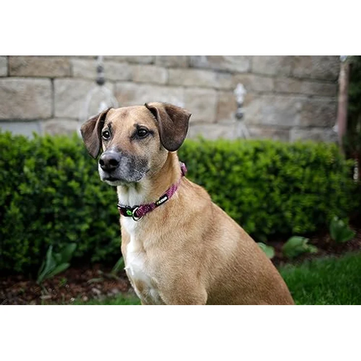 Kerbl Pet Halsband Colorado, Fuchsia, 15 mm mit stabilen verchromten Beschlägen und Zugentlastung, 25-35 cm – Bild 3