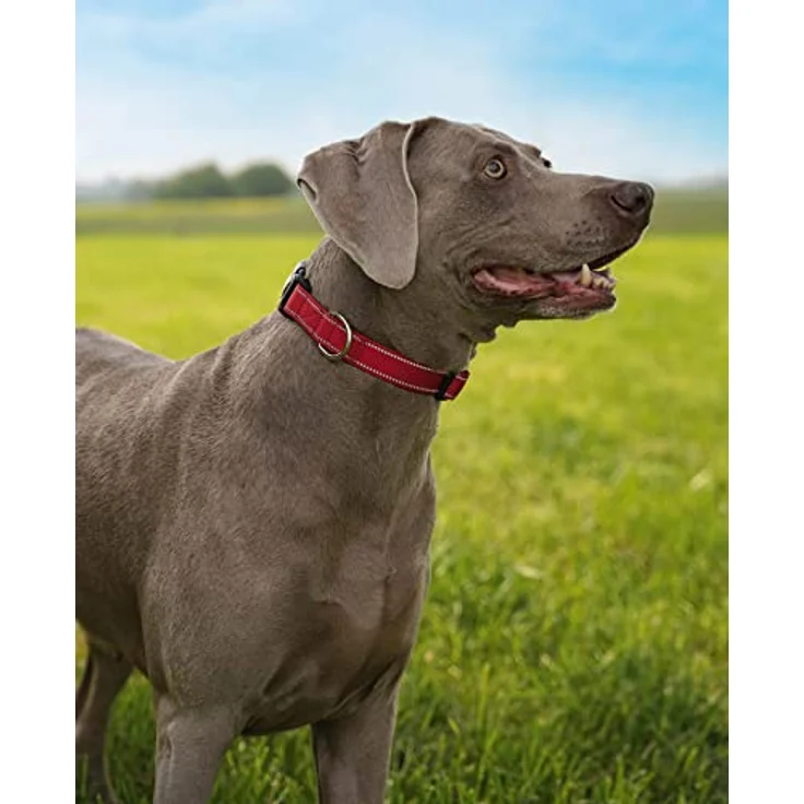 lionto Hundehalsband XL, strapazierfähiges Nylon mit weicher Neoprenpolsterung, 360° reflektierend, Klickverschluss und stufenlos verstellbar, rot – Bild 2
