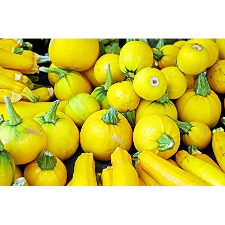 Sperli Zucchini Midas F1, frühe Sorte mit einem kompakten buschigen Wuchs, eignen sich optimal zum Füllen – Bild 5