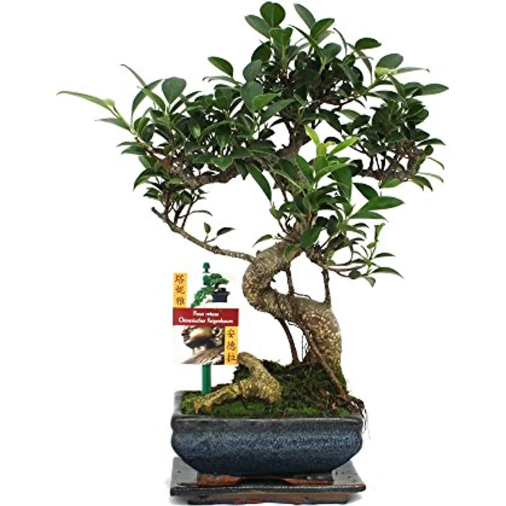 Exotenherz Bonsai Chinesischer Feigenbaum Ficus Retusa, ca. 6 Jahre alt, einzigartiges Unikat, Schalengröße 13x8cm, Gesamthöhe 22cm – Bild 2