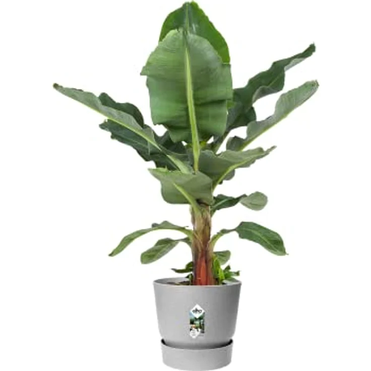 elho Greenville Rund 30 Blumentopf für Außen - Selbstbewässerungstopf Groß - 100% recyceltem Plastik - Ø 29.5 x H 27.8 cm - Grau/Living Beton – Bild 3