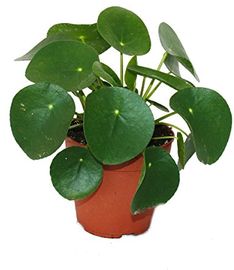 Exotenherz Pilea Peperomioides