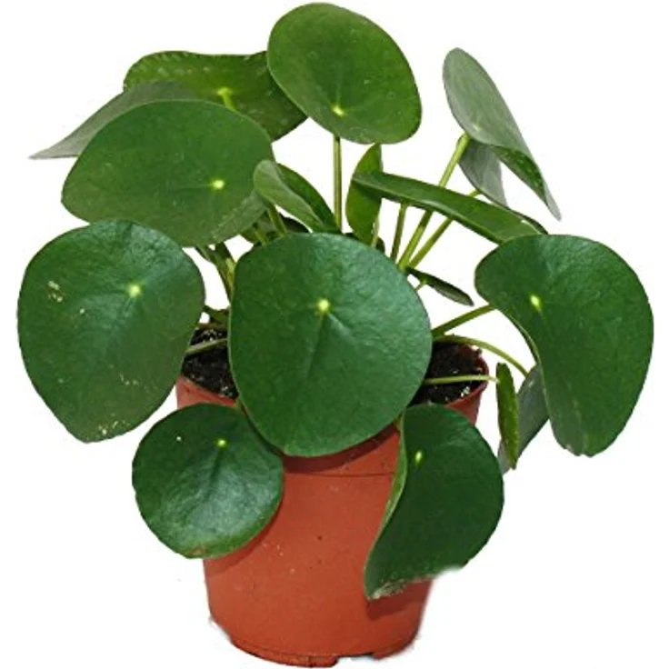 Exotenherz Pilea Peperomioides, Glückstaler Bauchnabelpflanze im 11cm Topf, ca. 15-25 cm hoch, einzigartige Zimmerpflanze aus Südchina – Bild 1