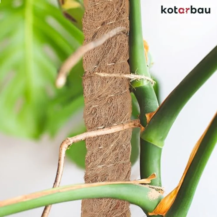 KOTARBAU Moosstab für Monstera, Kokos Natural ⌀ 2,5 x 40 cm, stabile Rankhilfe für Zimmerpflanzen – Bild 2