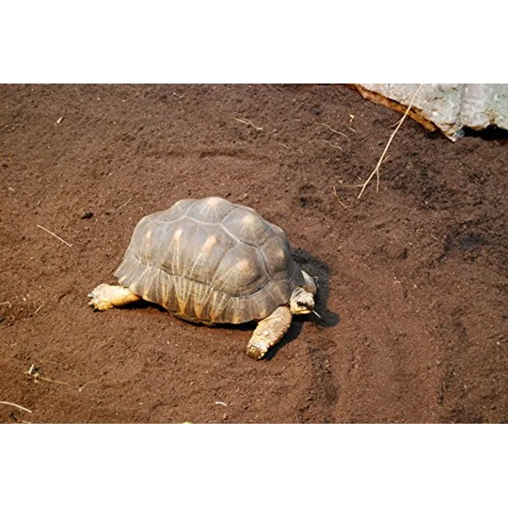 Floragard Schildkrötensubstrat, Spezialerde für Reptilien, 20 l mit hoher Trittsicherheit und optimaler Feuchtigkeitsspeicherung – Bild 2
