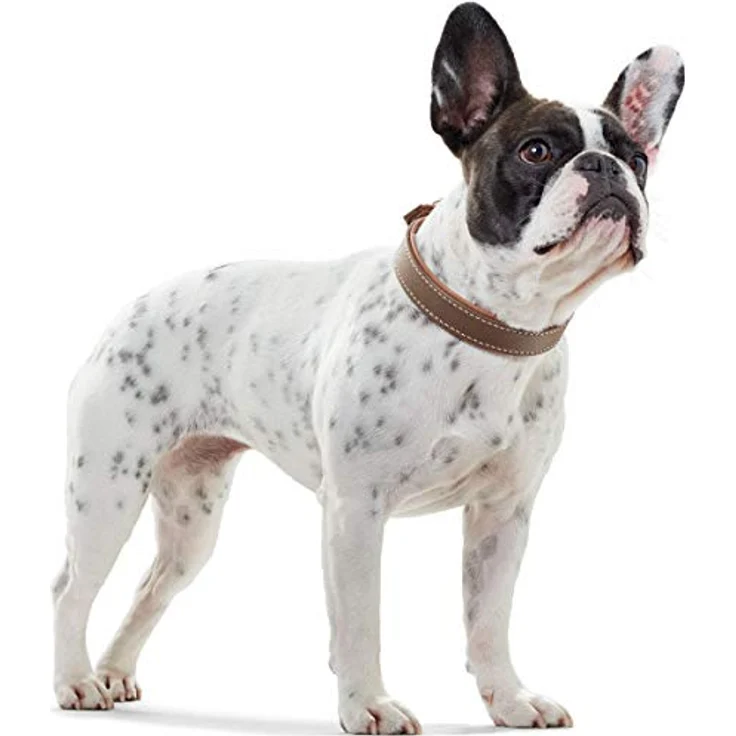 Hunter Hunde-Halsband Porto dunkelbraun-cognac XS – Bild 5