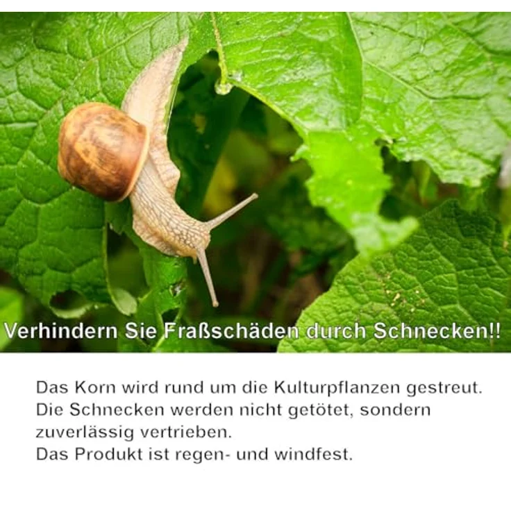 REINEX Schneckenstopp 1,5kg, Granulat zur Bekämpfung von Schadschnecken, regen- und windfest, für ökologischen Anbau geeignet – Bild 3